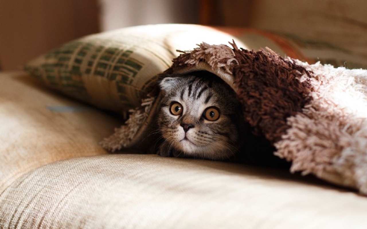 Eu ouvi “gatos”?